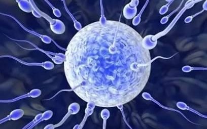 41岁试管养囊还是不养更好让胚胎着床？